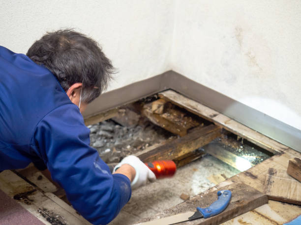 Trusted Maple Heights, OH Mold Removal Experts