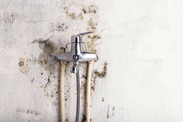 Best Mold Testing  in Maple Heights, OH