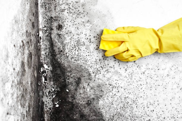 Best Mold Remediation Experts  in Maple Heights, OH