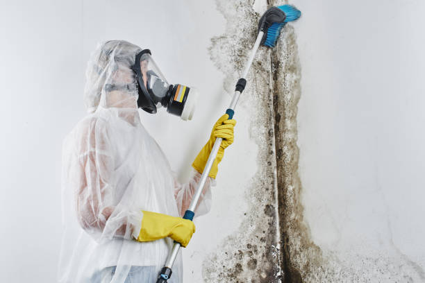 Best Mold Damage Repair  in Maple Heights, OH