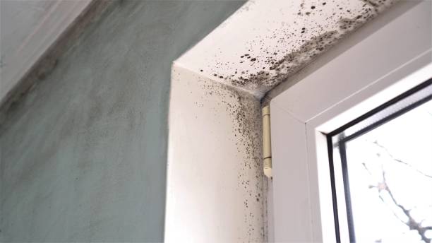 Best Mold Cleaning Services  in Maple Heights, OH