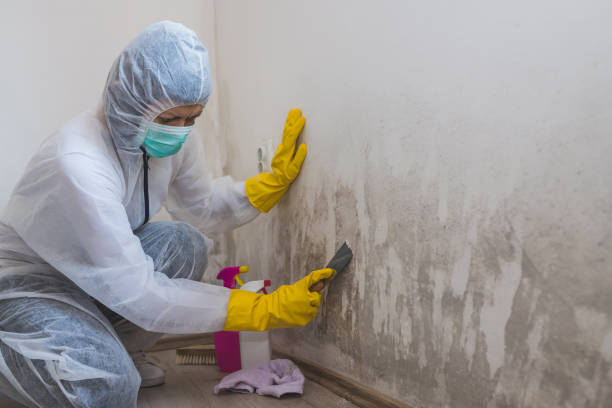 Best Mold Cleaning Services  in Maple Heights, OH