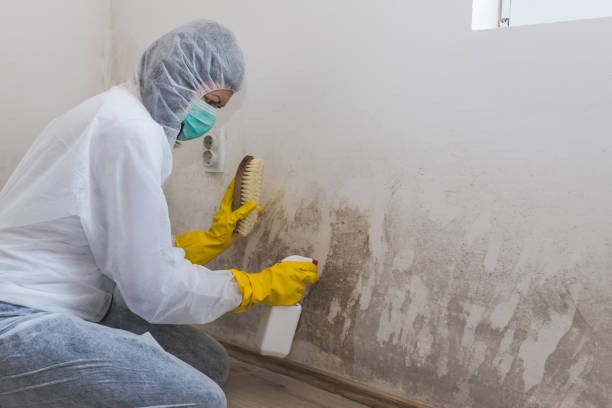 Best Home Mold Removal  in Maple Heights, OH