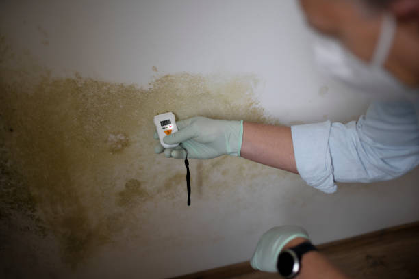 Best Home Mold Removal  in Maple Heights, OH