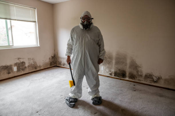 Best Toxic Mold Removal  in Maple Heights, OH