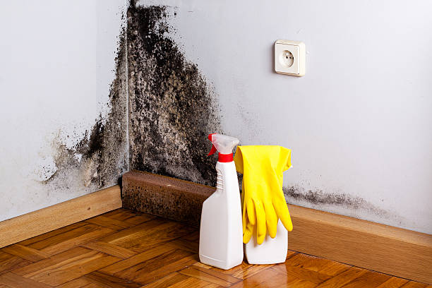 Best Fast Mold Removal  in Maple Heights, OH