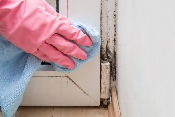 Best Mold Removal Process  in Maple Heights, OH