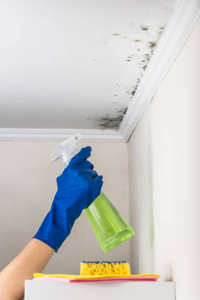 Best Local Mold Removal Service  in Maple Heights, OH