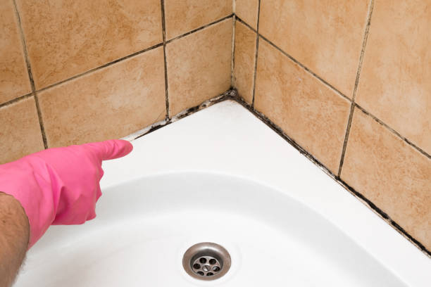 Best Professional Mold Removal  in Maple Heights, OH