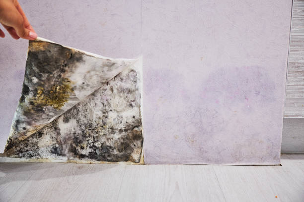Best Mold Remediation  in Maple Heights, OH